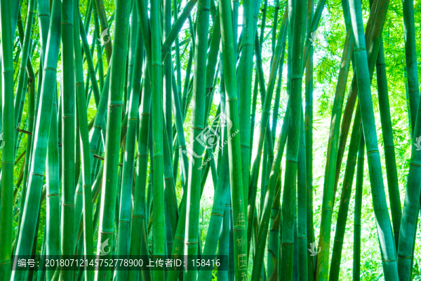 竹園竹子竹林素材