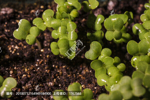 雞毛菜菜苗