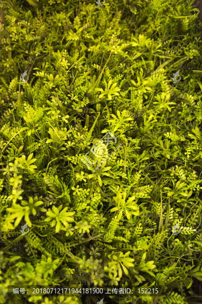 綠植墻