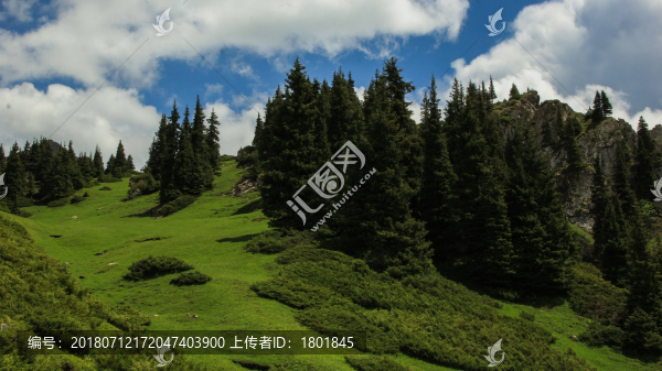 天山云杉