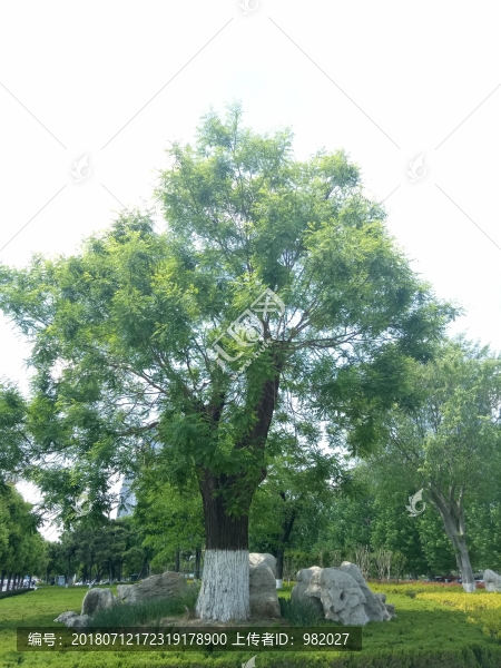 古槐樹