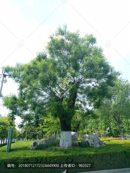 古槐樹