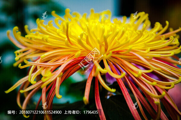 菊花