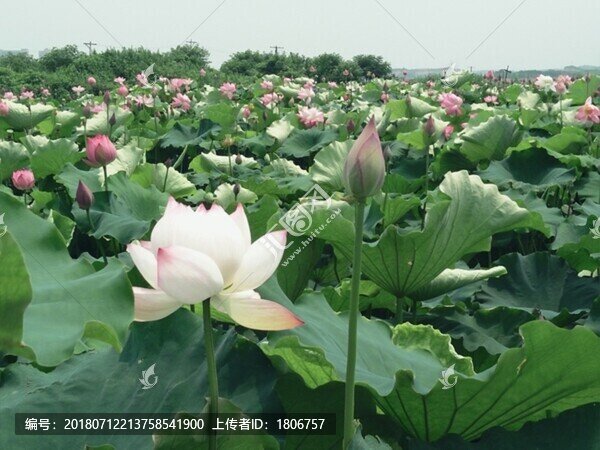 荷花