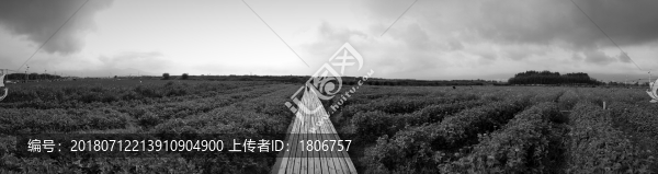 花間小道
