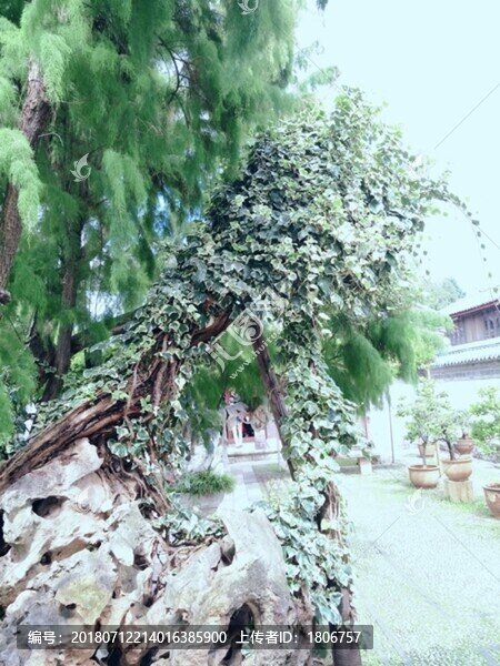 綠樹(shù)