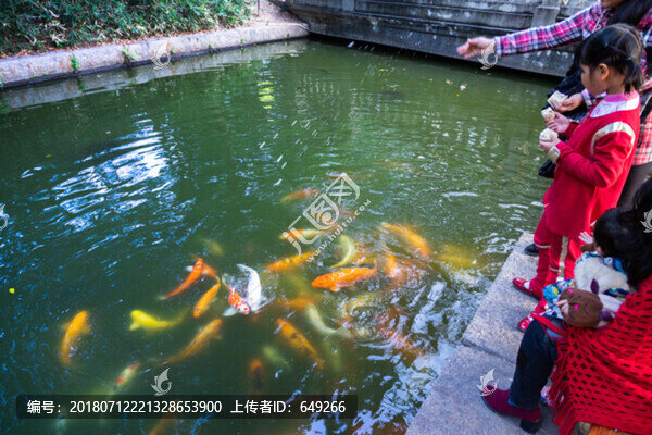 喂魚