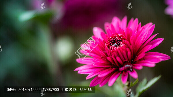 紅菊花