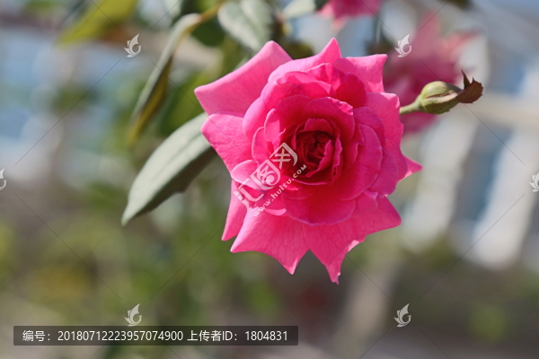 玫瑰花月季花