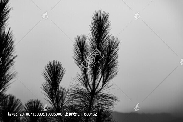 松枝