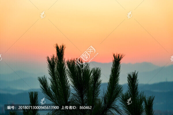 樹枝