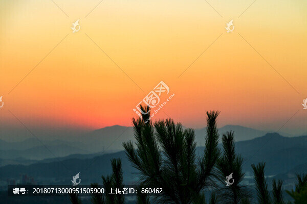 樹枝光影