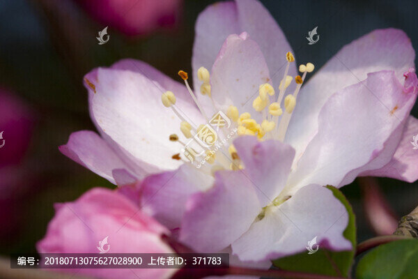 西府海棠花
