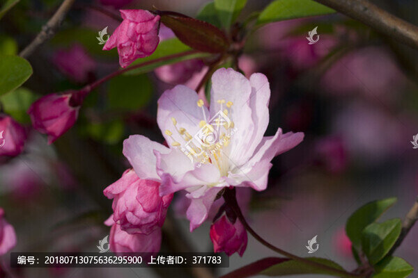 西府海棠花