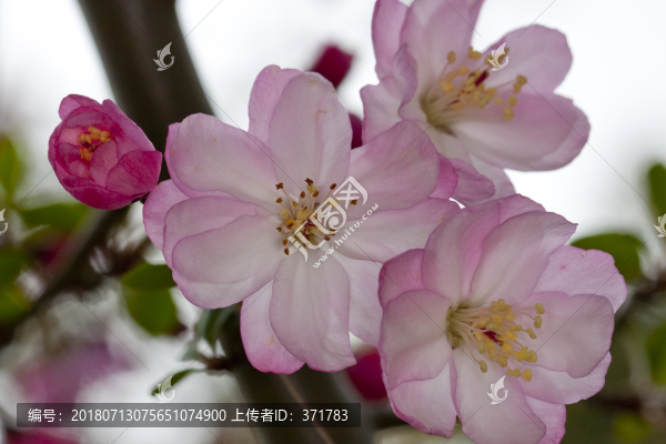 西府海棠花