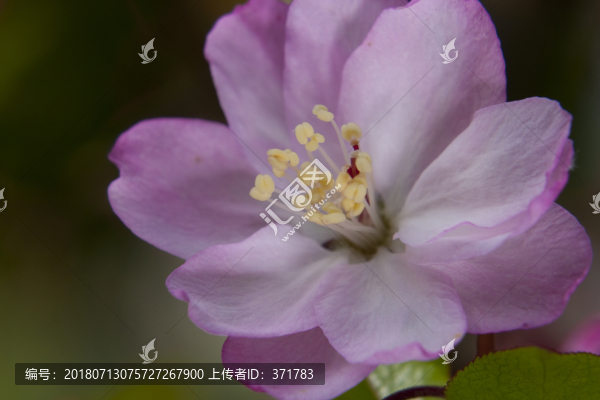 西府海棠花