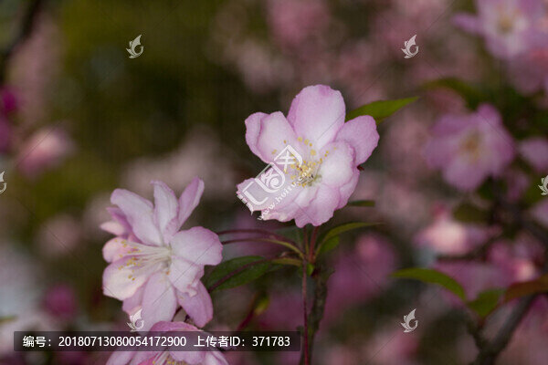 西府海棠