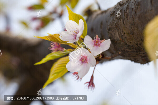 櫻花