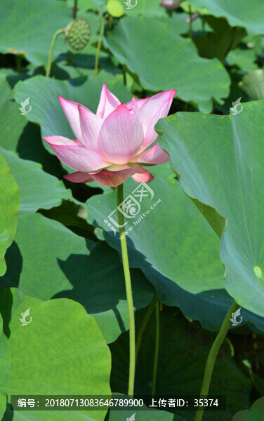 荷花
