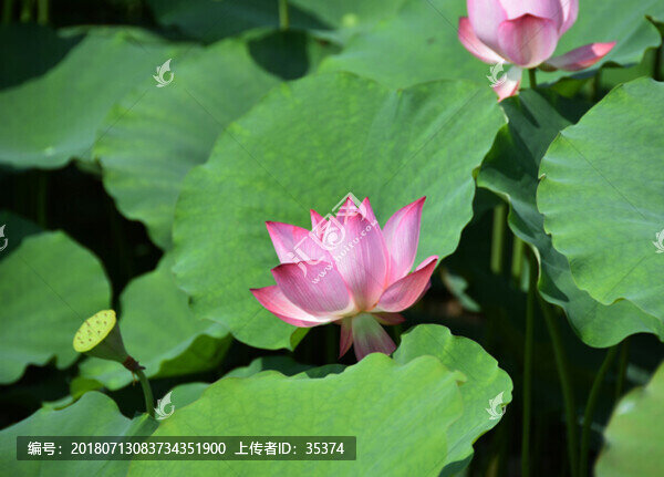 荷花