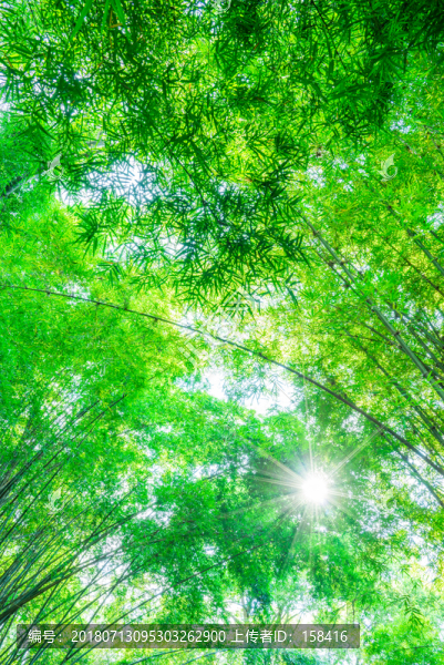 夢幻陽光竹林