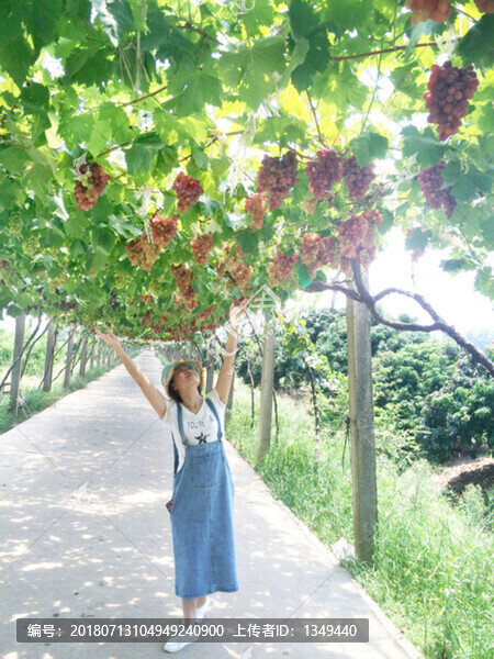 葡萄園里的女人