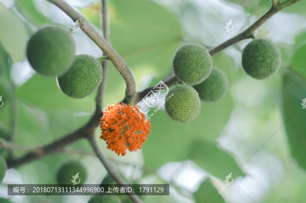 野楊梅