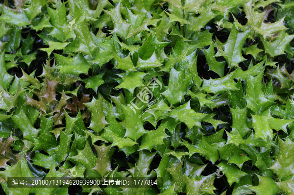 刺角葉