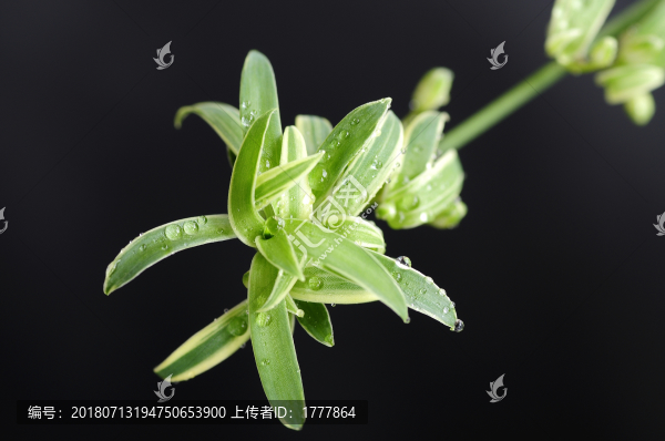 吊蘭