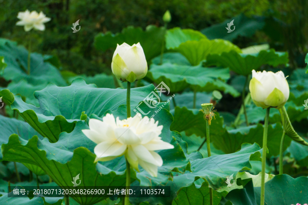 大明湖荷花