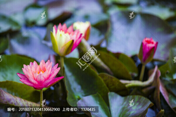 睡蓮