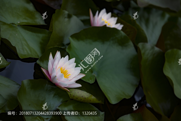 睡蓮