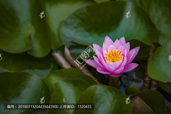 睡蓮