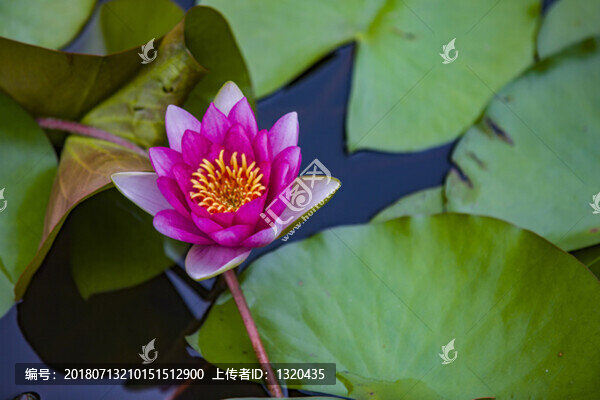 睡蓮