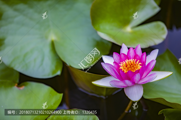 睡蓮