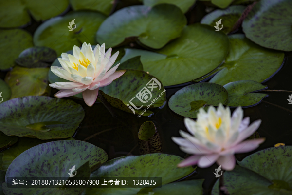 睡蓮