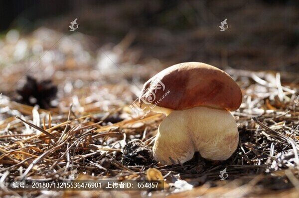 森林草地采野生人形蘑菇特寫