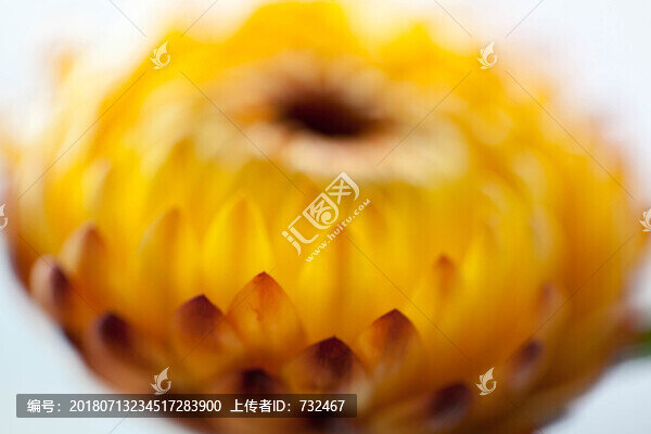 盛開的非洲菊