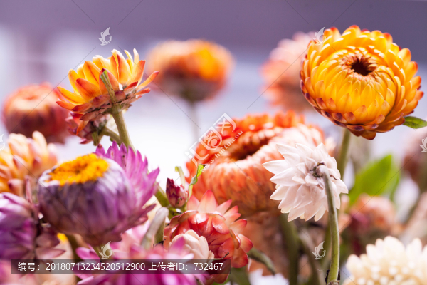 五顏六色的非洲菊