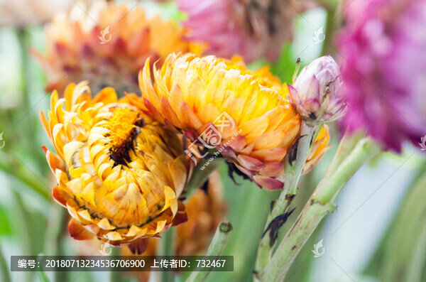 雛菊特寫