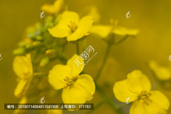 油菜花