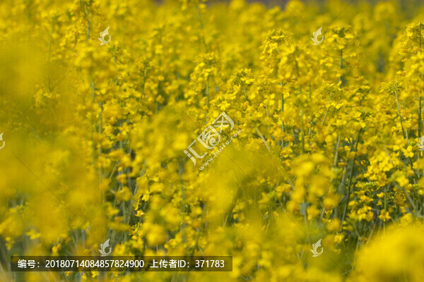 油菜花