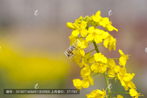 油菜花