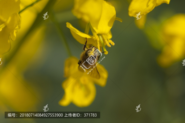 油菜花
