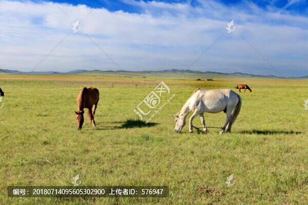 草原上的馬