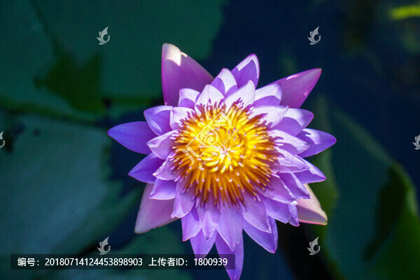 延藥睡蓮