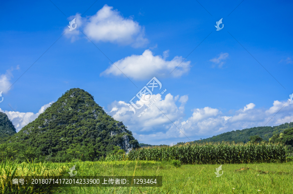 夏日田園風(fēng)光