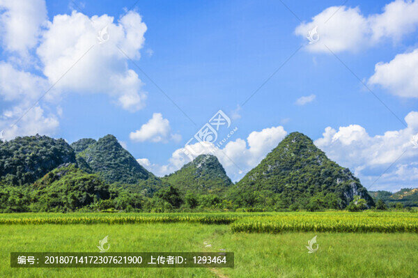 夏日田園風(fēng)光