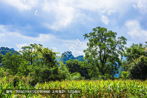 綠色田野風(fēng)光