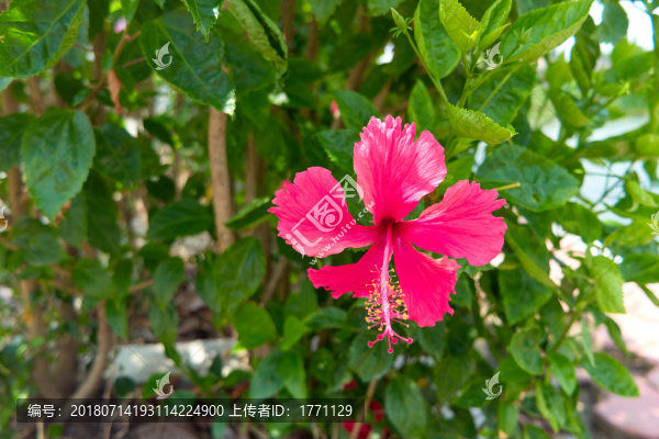 大紅花